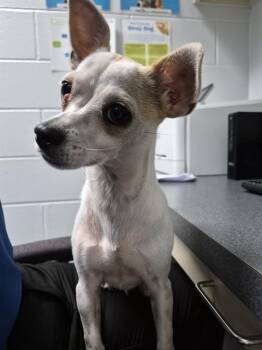 POPROCKS -  Chihuahua Dog for Adoption in St. Cloud, Florida - POPROCKS | PetCurious