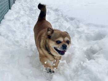 Chihuahua and Pug Dogs Available for Adoption - BRISKET | PetCurious