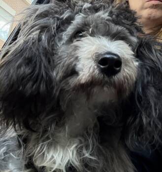 Boots -  Miniature Poodle Dog for Adoption in Crookston, Minnesota - Boots | PetCurious