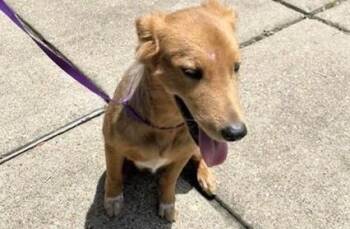 REX -  Golden Retriever and Mixed Breed Dog for Adoption in Houston, Texas - REX | PetCurious