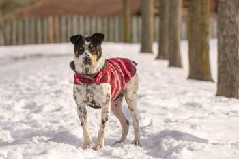 Mixed Breed Dogs Available for Adoption - Kiko | PetCurious