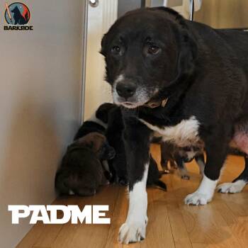 Border Collie and Mixed Breed Dogs Available for Adoption in Calgary, Alberta - Padme | PetCurious