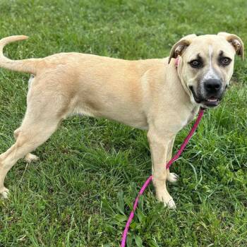 Charley * -  Labrador Retriever and American Bulldog Dog for Adoption in Wadena, Minnesota - Charley * | PetCurious