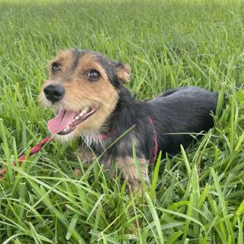 Vanessa -  Terrier and Mixed Breed Dog for Adoption in Beaumont, Texas - Vanessa | PetCurious
