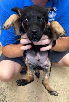Peeble -  Cattle Dog Dog for Adoption in Cottonwood, Arizona - Peeble | PetCurious