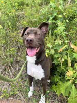 Bullseye -  Mixed Breed Dog for Adoption in Atlanta, Georgia - Bullseye | PetCurious