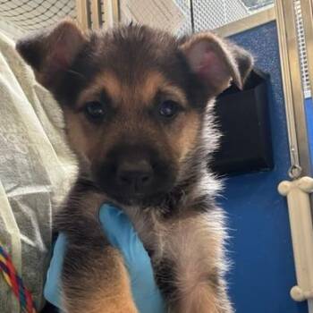 Ron -  Mixed Breed Dog for Adoption in Murray, Utah - Ron | PetCurious