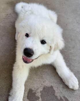 Needoh -  Great Pyrenees Dog Available for Adoption in Kiowa, Oklahoma - Needoh | PetCurious