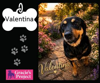Rottweiler Dogs Available for Adoption in Canyon, Texas - Valentina | PetCurious