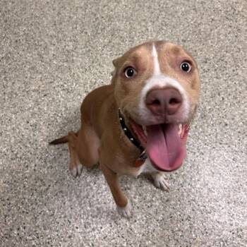Buster -  Pit Bull Terrier Dog for Adoption in Cedar Rapids, Iowa - Buster | PetCurious
