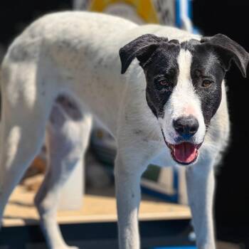 Kendrick -  Mixed Breed Dog for Adoption in Portland, Oregon - Kendrick | PetCurious