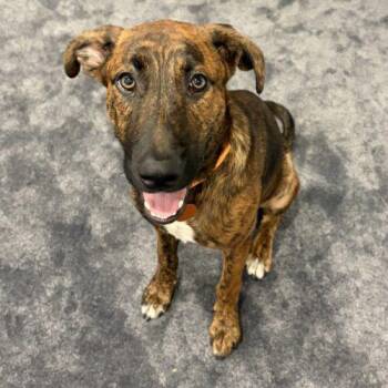 Jaxson -  Mountain Cur and Mixed Breed Dog for Adoption in Christiansburg, Virginia - Jaxson | PetCurious
