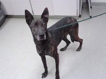 Rescue Australian Cattle Dog Blue Heeler and Mixed Breed Dogs for Adoption in Omaha, Nebraska - SHADOW | PetCurious