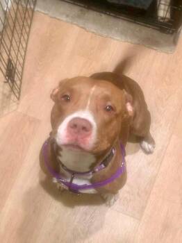Hazel -  Mixed Breed Dog for Adoption in Vassalboro, Maine - Hazel | PetCurious