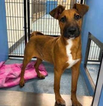 Mixed Breed Dogs Available for Adoption in West Chester, Pennsylvania - Heidi | PetCurious