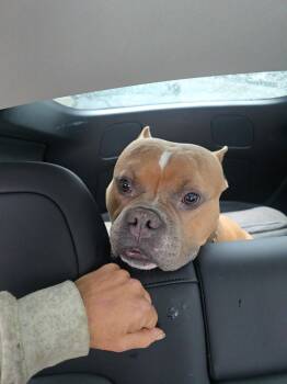 Rescue Pit Bull Terrier Dogs for Adoption in Cool, California - Apollo | PetCurious