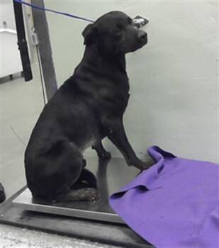HANK -  Labrador Retriever and Mixed Breed Dog for Adoption in Houston, Texas - HANK | PetCurious