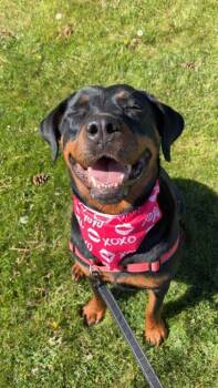 Rottweiler Dogs Available for Adoption in Hamilton, Montana - Barley | PetCurious
