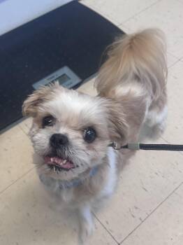 Banjo -  Shih Tzu Dog for Adoption in Dyersburg, Tennessee - Banjo | PetCurious