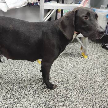Thea -  Mixed Breed Dog for Adoption in Fredericksburg, Virginia - Thea | PetCurious