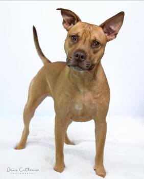 Ben -  American Staffordshire Terrier Dog for Adoption in Denver, Colorado - Ben | PetCurious