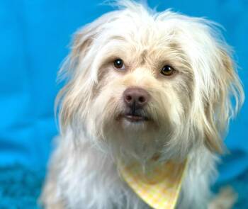 Rescue Havanese and Lhasa Apso Dogs for Adoption in Hondo, Texas - Gatsby | PetCurious