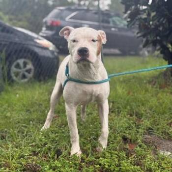 Blake -  American Bulldog Dog for Adoption in St. Augustine, Florida - Blake | PetCurious