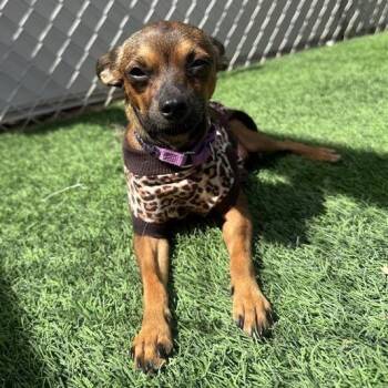 Don Carlos -  Chihuahua and Miniature Pinscher Dog for Adoption in Tempe, Arizona - Don Carlos | PetCurious