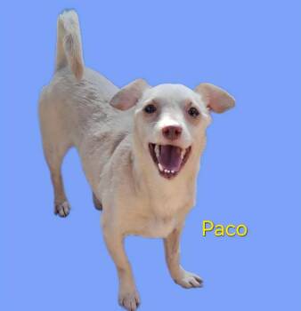 Rescue Mixed Breed Dogs for Adoption in Fort Stockton, Texas - Paco | PetCurious