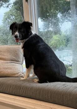 Aurora -  Border Collie and Shetland Sheepdog Sheltie Dog for Adoption in Greenlawn, New York - Aurora | PetCurious