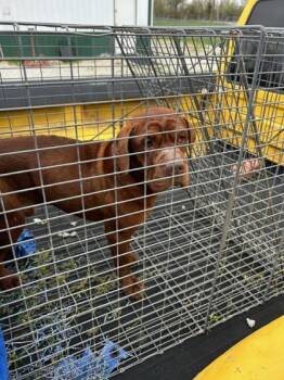 Rescue Mixed Breed Dogs for Adoption in Point Pleasant, West Virginia - Fairground Dog Stray | PetCurious