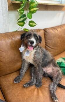 Schnauzer and Terrier Dogs Available for Adoption - Scotty Scruffy | PetCurious