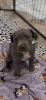 Titan -  Pit Bull Terrier Dog for Adoption in Ventura, California - Titan | PetCurious