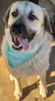 Anatolian Shepherd Dogs Available for Adoption in Tulsa, Oklahoma - Titan  | PetCurious