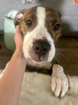Chance -  Pit Bull Terrier and Boxer Dog for Adoption in Las Vegas, Nevada - Chance | PetCurious