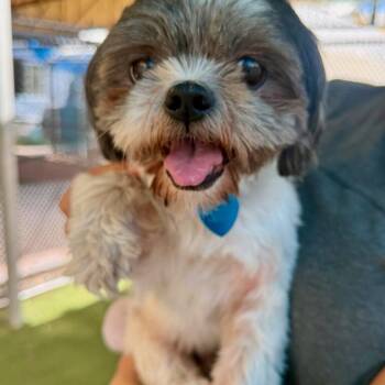 Coco -  Shih Tzu Dog for Adoption in Fort Lauderdale, Florida - Coco | PetCurious