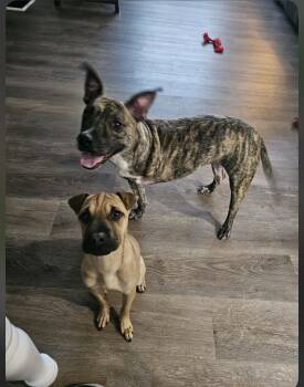 Coffee -  Pit Bull Terrier and Plott Hound Dog for Adoption in Gainesville, Georgia - Coffee | PetCurious
