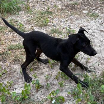 Rescue Black Labrador Retriever and Whippet Dogs for Adoption in Fulton, Texas - Kori | PetCurious