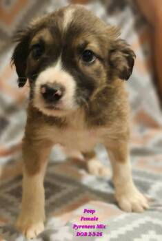 Great Pyrenees Dogs Available for Adoption - Peep | PetCurious