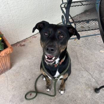 Black And Tan Coonhound Dogs Available for Adoption in Mooresville, North Carolina - Sven | PetCurious