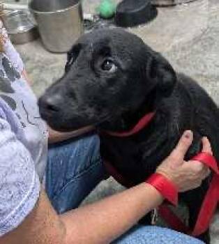 Ike -  Labrador Retriever Dog for Adoption in Scottsburg, Indiana - Ike | PetCurious