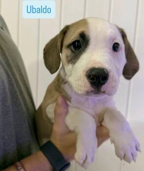 Ubaldo -  American Staffordshire Terrier and Boxer Dog for Adoption in Gilberts, Illinois - Ubaldo | PetCurious