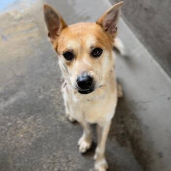 Wiley A2282335 -  German Shepherd Dog Dog for Adoption in Middletown, New York - Wiley A2282335 | PetCurious