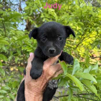 Chihuahua and Mixed Breed Dogs Available for Adoption in Wadena, Minnesota - Gwen | PetCurious