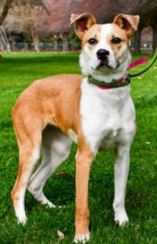Pit Bull Terrier Dogs Available for Adoption in Vancouver, Washington - Mandy | PetCurious