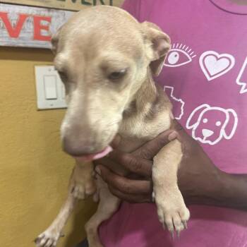Bodhi - Local Sept 11-13 -  Dachshund Dog for Adoption in Brookshire, Texas - Bodhi - Local Sept 11-13 | PetCurious