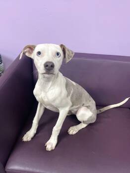 Liane in NH. Come Meet our Adoptable Dogs Wednesday-Saturday. Mo -  Catahoula Leopard Dog Dog for Adoption in Manchester, New Hampshire - Liane In NH. Come Meet Our Adoptable Dogs Wednesday-Saturday. Mo | PetCurious