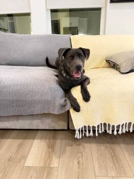 Hilda -  Labrador Retriever and Mixed Breed Dog for Adoption in Los Angeles, California - Hilda | PetCurious