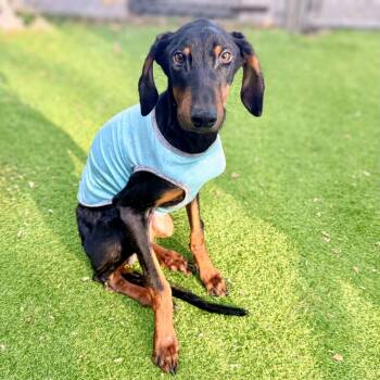 Muchacho -  Doberman Pinscher Dog for Adoption in Oakland, California - Muchacho | PetCurious