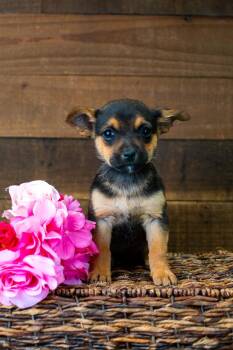 Chihuahua Dogs Available for Adoption - 213-26 | PetCurious